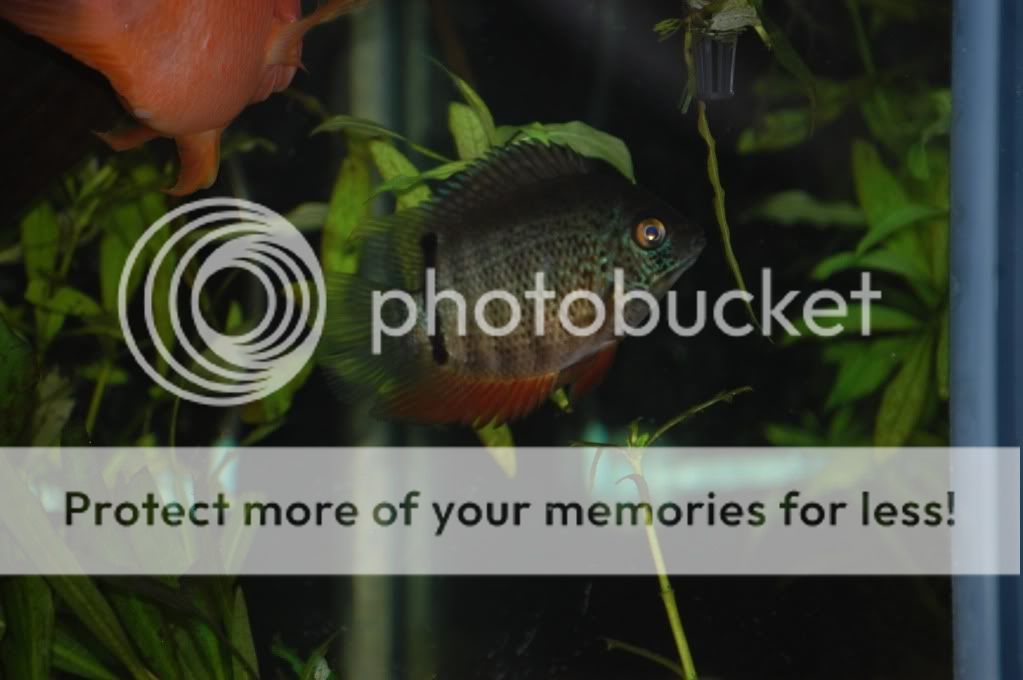 FreeBlood Parrots, Jack Dempsey and Green Severum pick up only